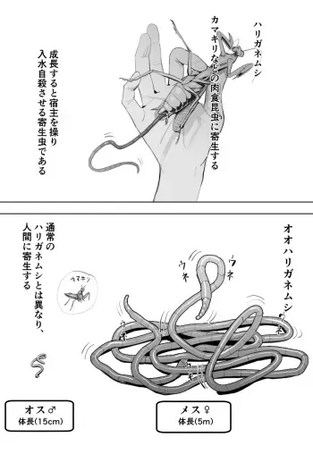 [Velzhe] Oohariganemushi No Seitai manga cover