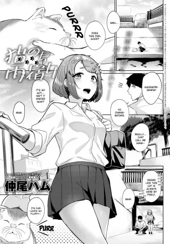 Neko nochi Amayadori manga cover