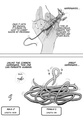 Oohariganemushi No Seitai | The Great Hairsnake manga cover